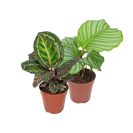 Flor calathea variado p12