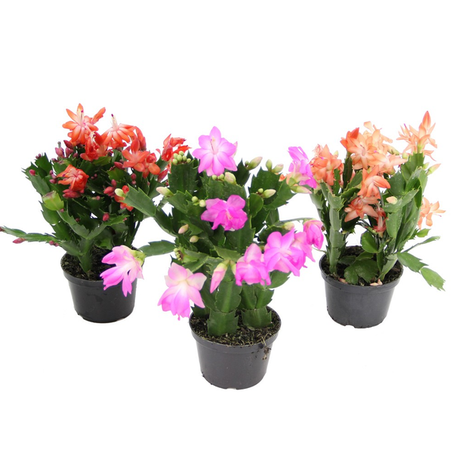 Planta Natural Flor de Maio