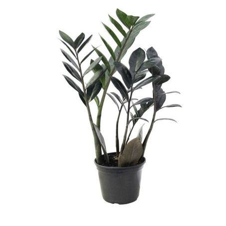 Zamioculcas Black Queen P14 