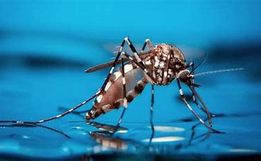 Itapiranga tem primeira morte com suspeita de dengue