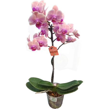 FLOR NATURAL ORQUÍDEA PHALAENOPSIS 1H POTE 12