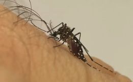 Guarujá do Sul confirma primeira morte por dengue