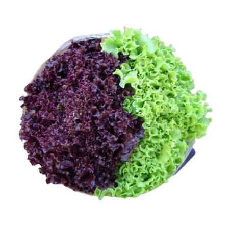 Feira Alface Bicolor Vida Natural Hidropônica un