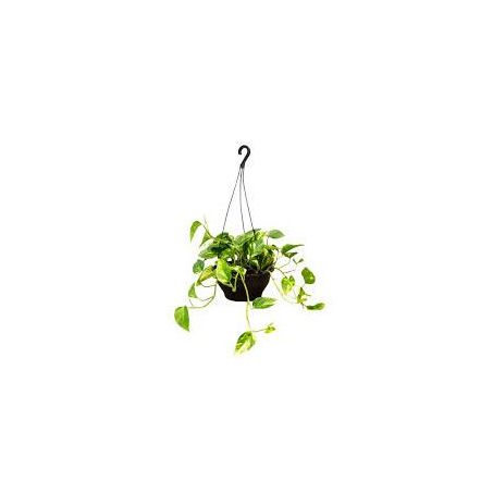 JIBOIA VERDE C21 UN