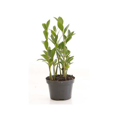 Flor natural zamioculcas p09 (as cores podem variar)