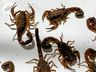 Agricultor encontra 18 escorpiões em Paraíso e entrega ao Corpo de Bombeiros; assista 