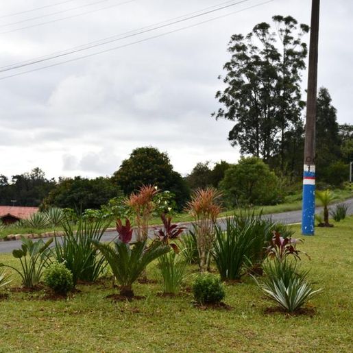Mais de 3 mil mudas de flores estão sendo plantadas nos espaços públicos em Guaraciaba 