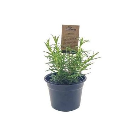 Flor alecrim eco flores p11