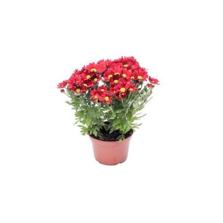 Flor Mini Crisantemo Carnaval P11