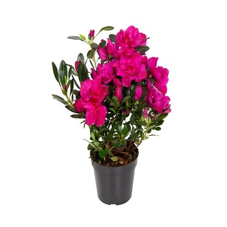 Flores azaleia pt14