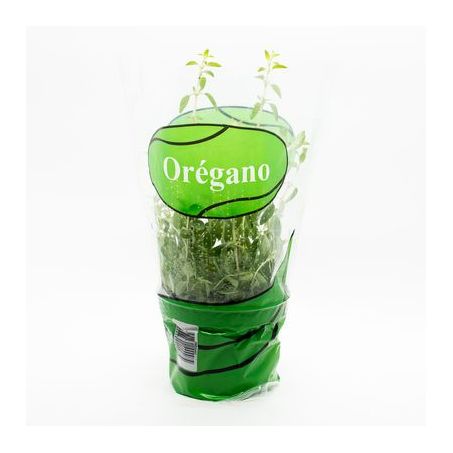 OREGANO (VASO) 1UN