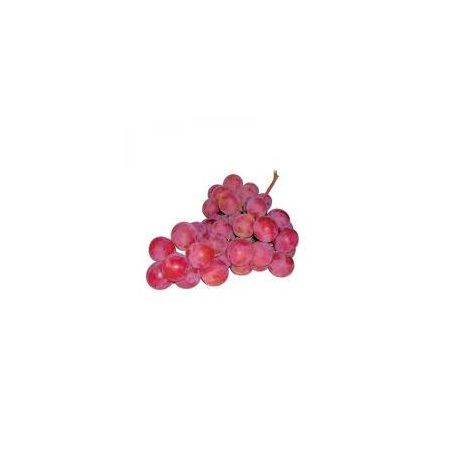 UVA RED GLOBE KG