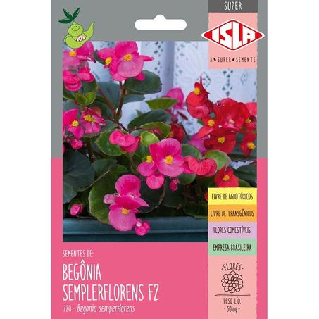 Semente Isla Flor Begonia Semplerflorens