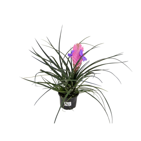 Flor Bromélia Tillandsia P11