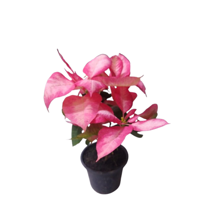 Flor sao joao misto