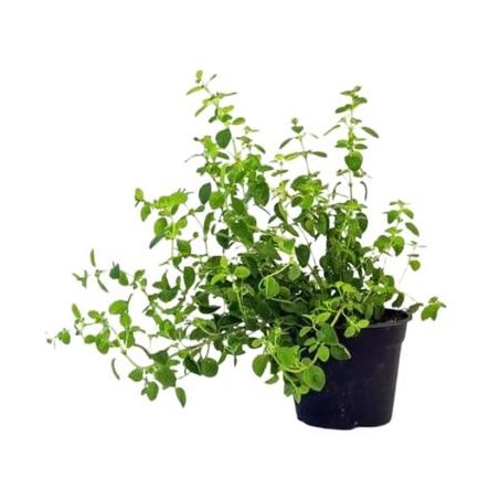 OREGANO MUDAS ECOFLORES UNIDADE