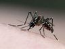 Itapiranga registra 495 casos de dengue