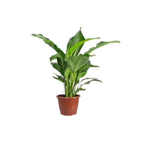 Flor Lirio Spathiphyllum Pt24