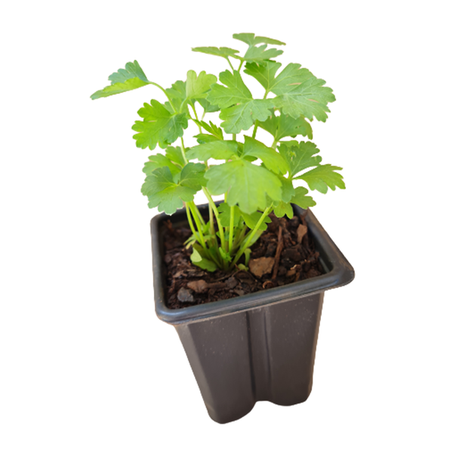 SALSA MUDAS ECOFLORES UNIDADE