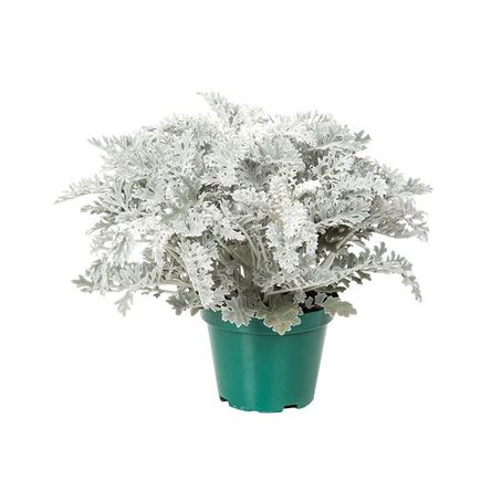 Cineraria Maritima Pt14 