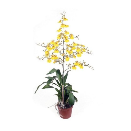 Flor Orquídea Chuva De Ouro