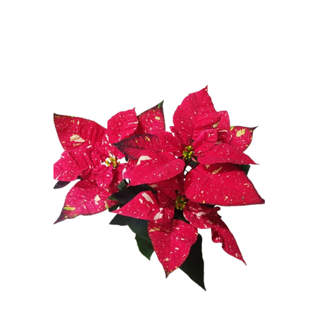 Flor sao joao mesclado 360-1