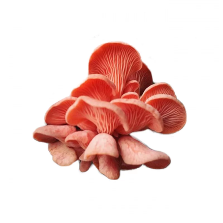 COGUMELO HIRATAKE SALMAO 200G
