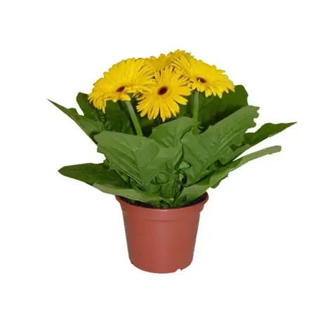 Gerbera Pt14 