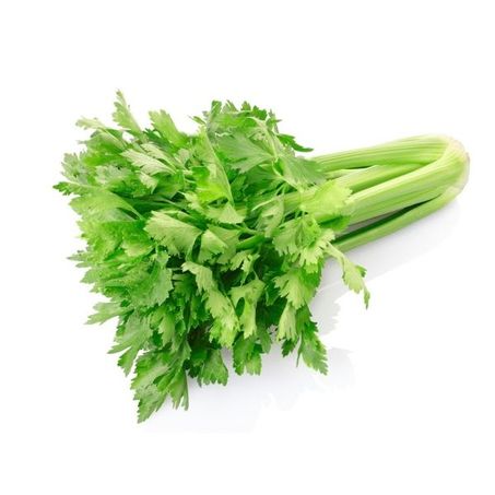 Feira Salsão Miyayaciki un