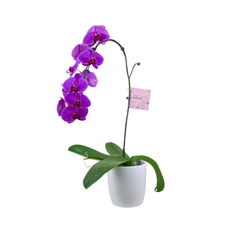 Flor Orquídea Phalaenopsis Cascata P15