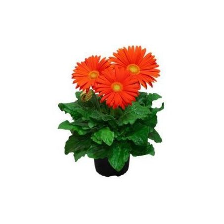 Flor Gerbera 1un