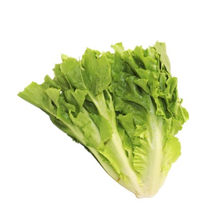 Chicoria und