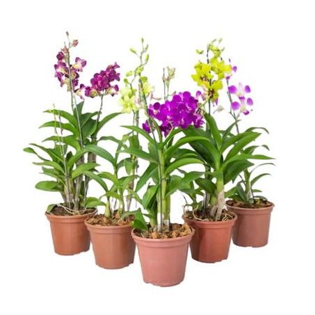 Flor orquidea denphalaen p15 decorada