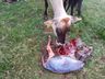 Caso raro: Vaca dá à luz a bezerras trigêmeas 