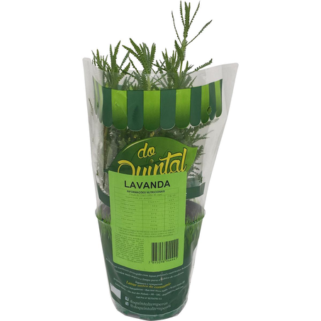 Muda Tempero do Quintal Lavanda - Vaso