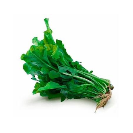 Rúcula hidro und