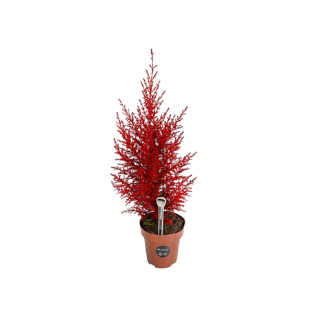 Tuia Holandesa Colours Vermelho P14