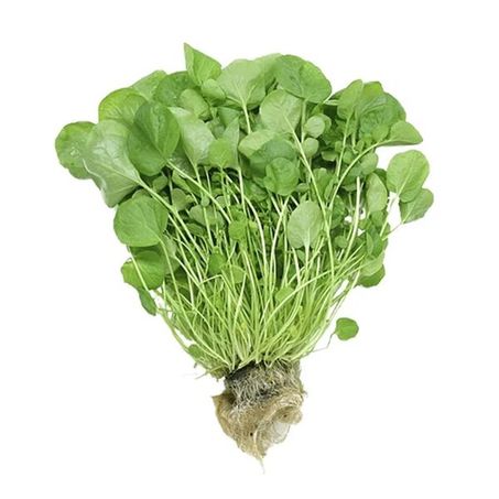 Feira Agrião Hidropônico Verde Cia