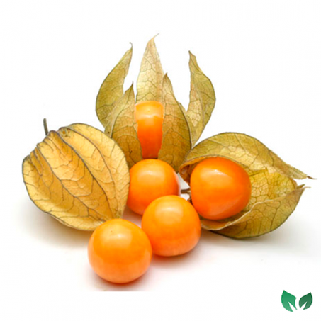 PHYSALIS 100G