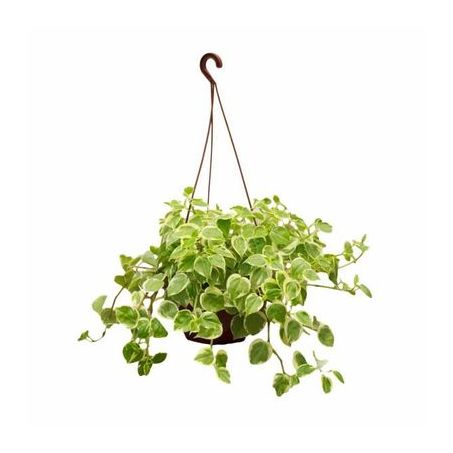 Flor Peperomia Scand Unidade Cuia 21