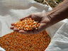 Epagri anuncia auxílio especial em sementes de milho em Itapiranga