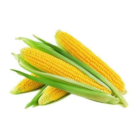 MILHO VERDE ESPIGA