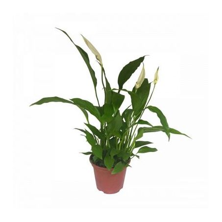 Flor lirio da paz P15