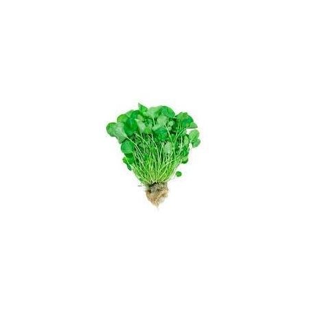 AGRIAO WALKER HIDROPONICO 400G