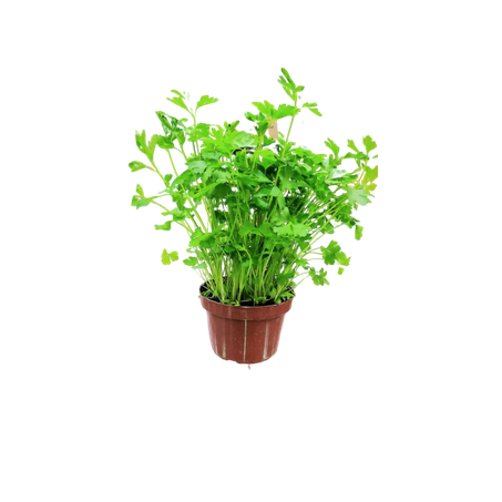 Salsa smorsch