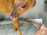 Polícia Ambiental resgata veado-bororó em extinção em Palma Sola