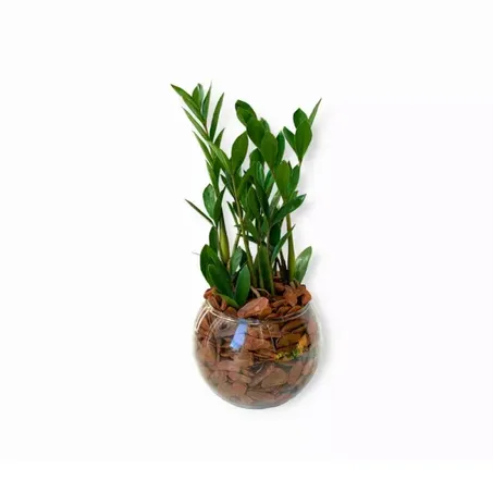 Terrario Zamioculcas Un 