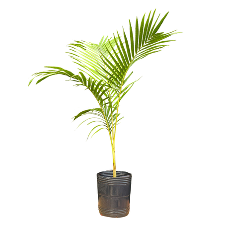 Palmeira real vaso pequeno