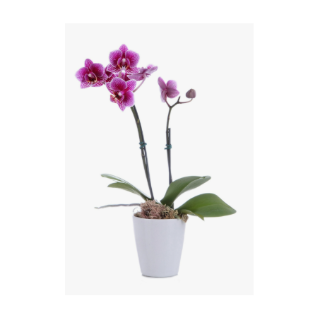 FLOR PHALAENOPSIS MINI P06