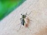 Santa Catarina passa de 100 mortes por dengue em 2024